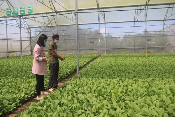 Ba Ria - Vung Tau Province keen on developing high-tech agriculture