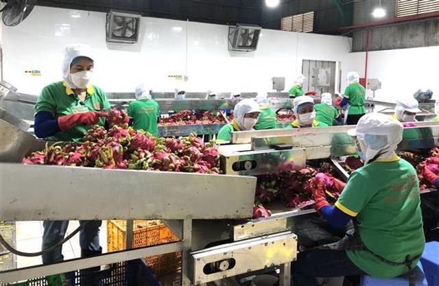 Dong Nai exports first batch of processed fruits in 2022