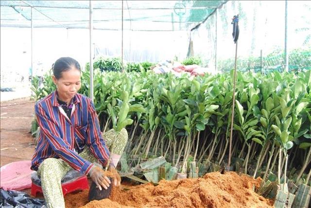 Ben Tre plans to develop district into nations epicentre for fruit seedlings