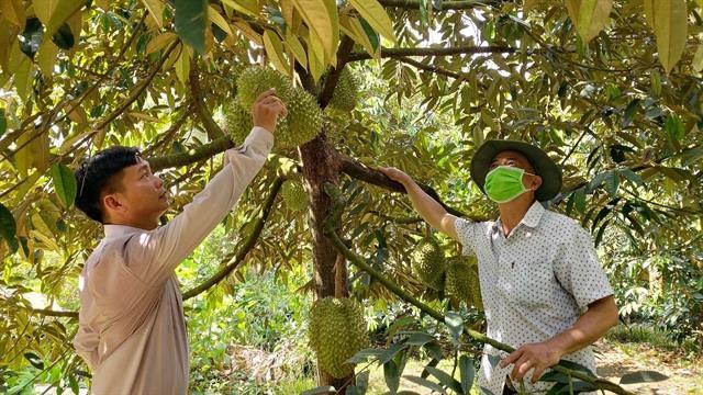 Can Tho expects to export first batch of durians to China next year