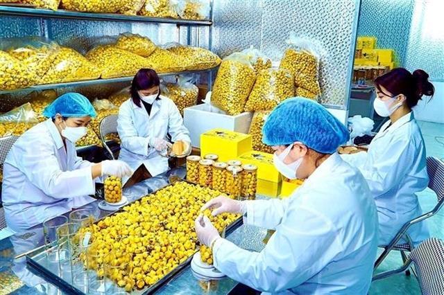 Golden camellia flowers brighten the mountainous district of Quang Ninh