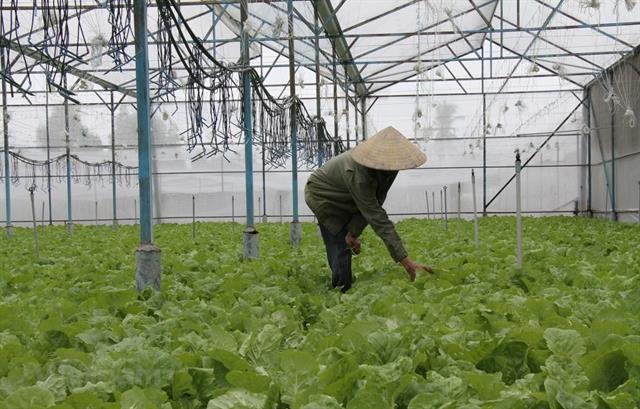 Dong Nai sees organic agriculture as ‘inevitable trend