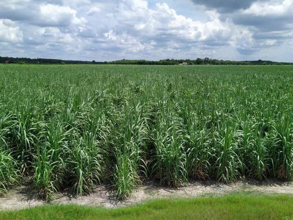 VSSA warns of Thai sugar smuggled into Viet Nam