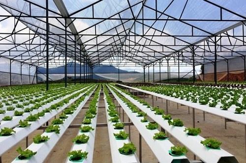 Ministry to strengthen agricultural value chains in Central Highlands