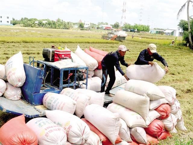 EVFTA boosts Viet Nams rice exports to the EU