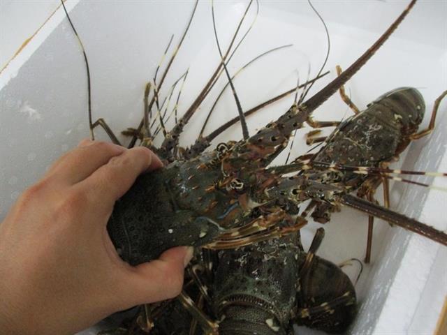 Viet Nam records lobster export growth in H1