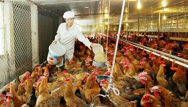 Viet Nams animal feed imports jump to 3.1b