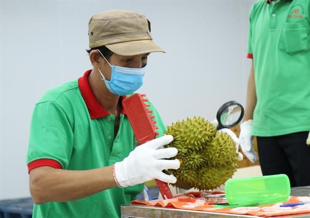 Customs clears first two containers of Vietnamese durians officially exported to China