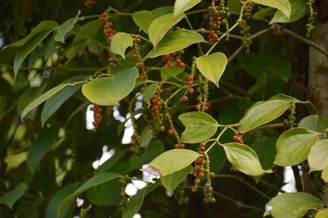 Việt Nam needs to promote pepper brand in CPTPP market