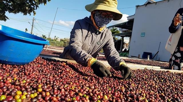 Viet Nam posts 78.9 per cent growth in coffee export value to Spain