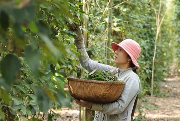 VN to play a greater role in global commodity exchanges