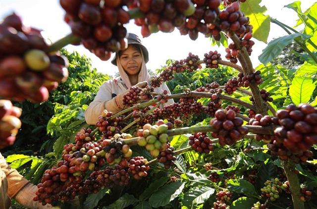 Coffee export could reach 4 billion as global prices remain at a high level
