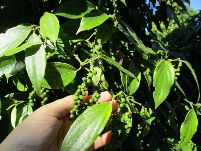 Viet Nam does not face challenge from Cambodia pepper exports to China: experts
