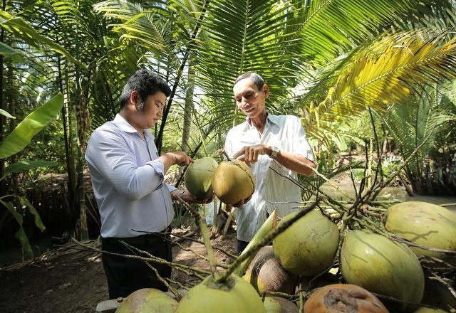 China to inspect planting, packing facilities of Viet Nams fresh coconuts next month