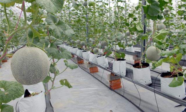 HCM City gives priority to supporting hi-tech agricultural production start-ups