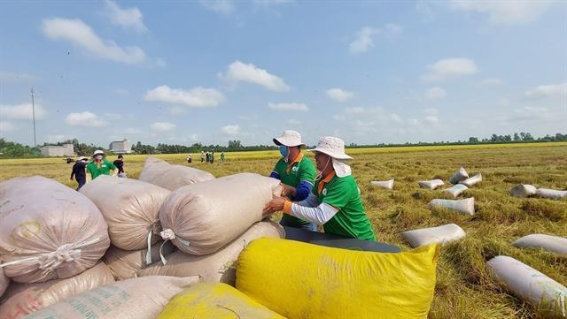 Canada a potential market for Việt Nams rice: Insiders
