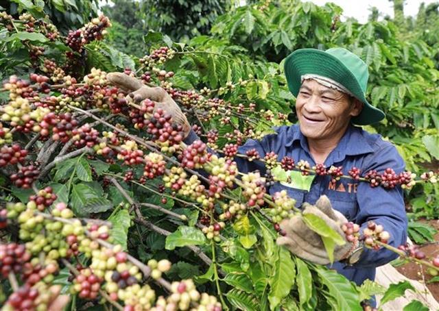 Việt Nams coffee exports to Japan surge amid import slow