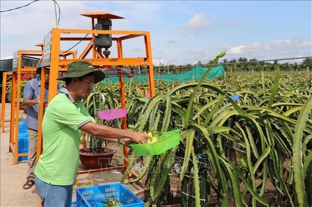 Tiền Giang dragon fruit gradually winning over demanding markets