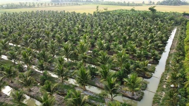Nine coconut plantations in Trà Vinh cleared for export to China