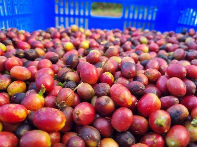Việt Nams coffee export value doubles in January