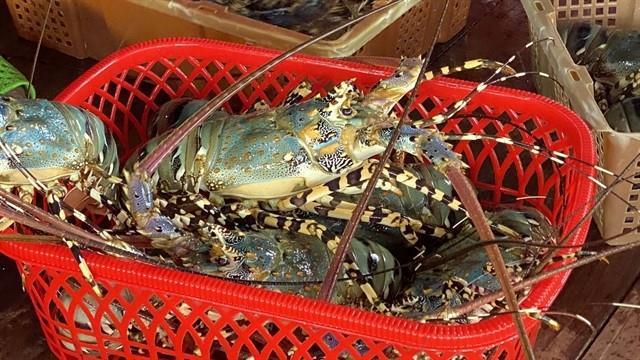 Việt Nams lobster exports record strong growth in two months