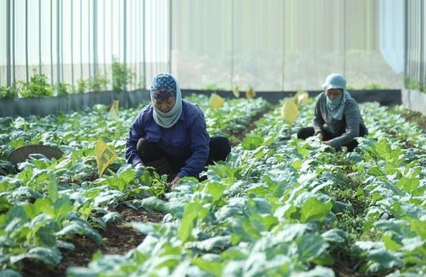 Hà Nội struggles with advancing organic agriculture