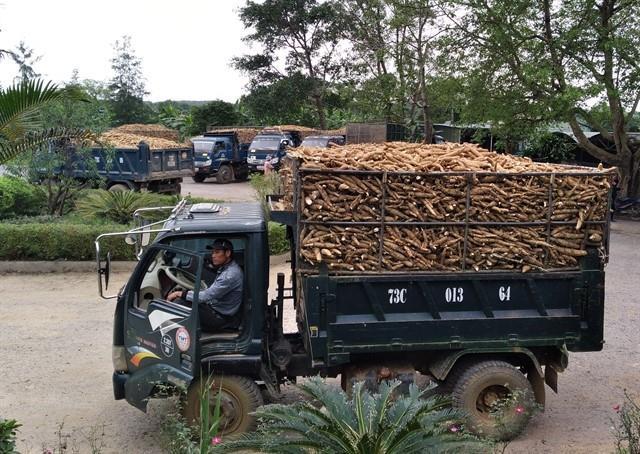VN eyes 2 bilion in cassava export on Chinas import demand