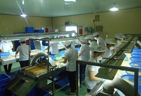 Global supply chain at risk of disruption as Việt Nams African suppliers of raw cashew play truant