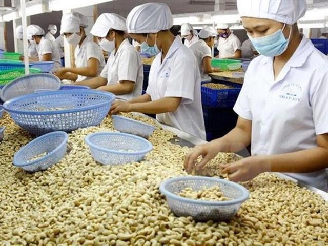 Cambodias exports of raw cashew nuts to Việt Nam rise 37% in five months