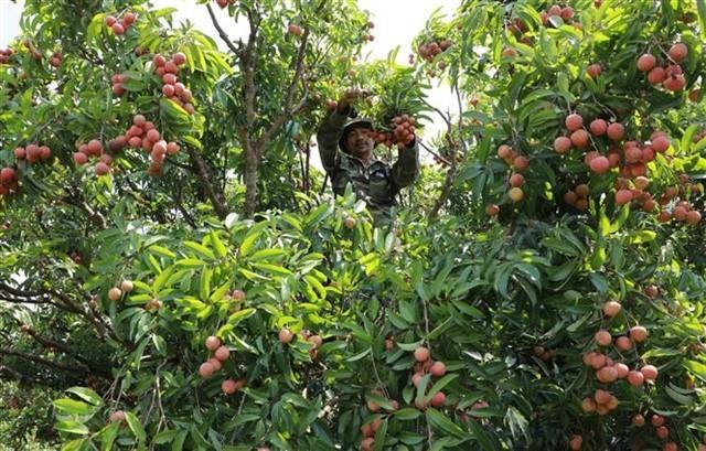 Bắc Giang lychee prices reach record high