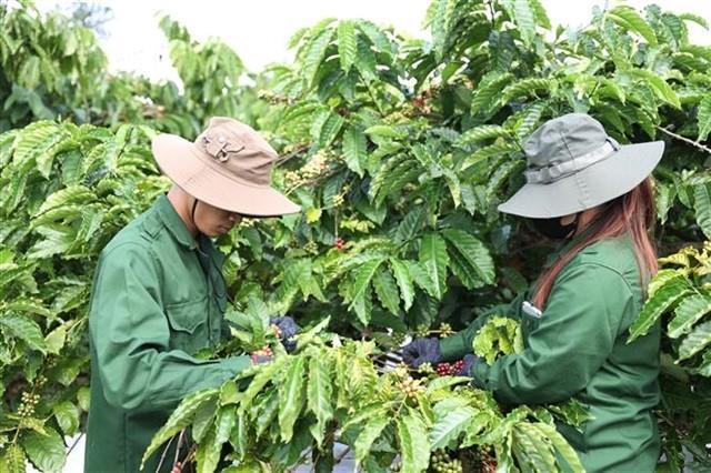 Việt Nams coffee prices on the rise