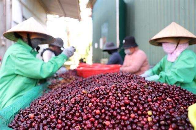Coffee exports reach 2.9 billion in five months, up 43.9 per cent