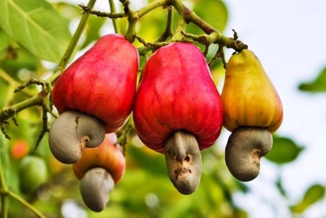 Cambodia is Việt Nams largest source of cashew nuts