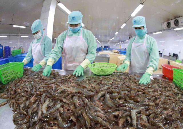 Việt Nams shrimp export rises in H1 but still faces competition