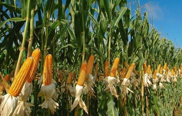 Argentina is leading corn import market for Việt Nam