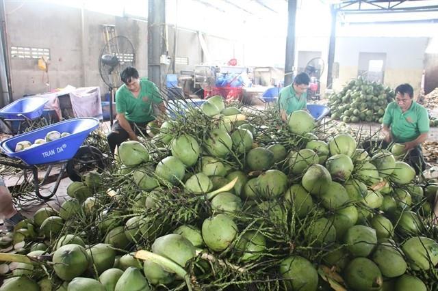 Coconut export forecast to hit 1 billion this year
