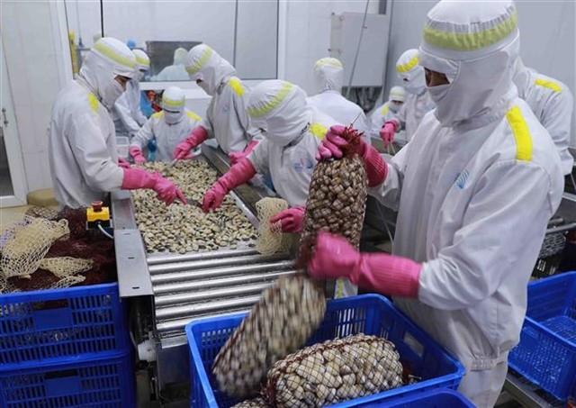 Việt Nams mollusk exports rising: Association