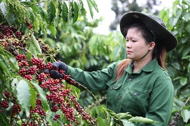 Việt Nams coffee market share in traditional markets increases
