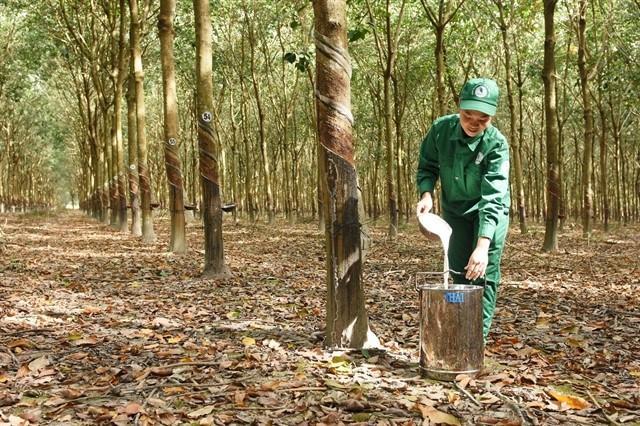 Việt Nams rubber exports reach 1.7 billion in eight months